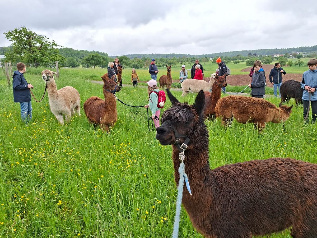 Maiwanderung mit Alpakas